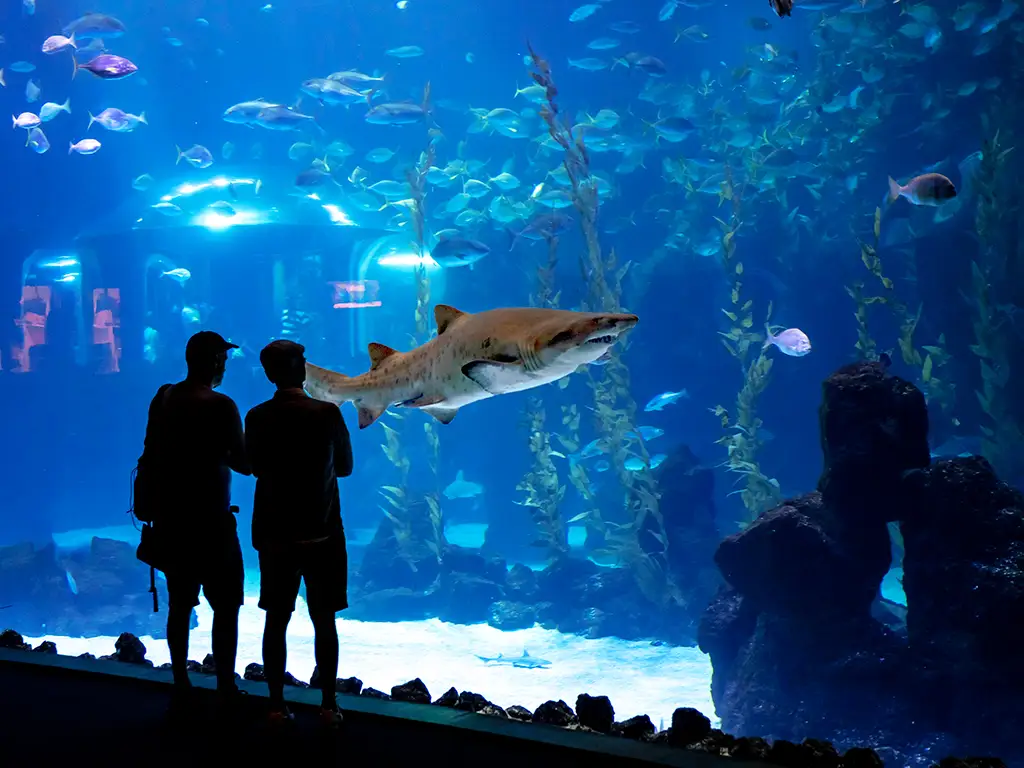 Gran Canaria Experience