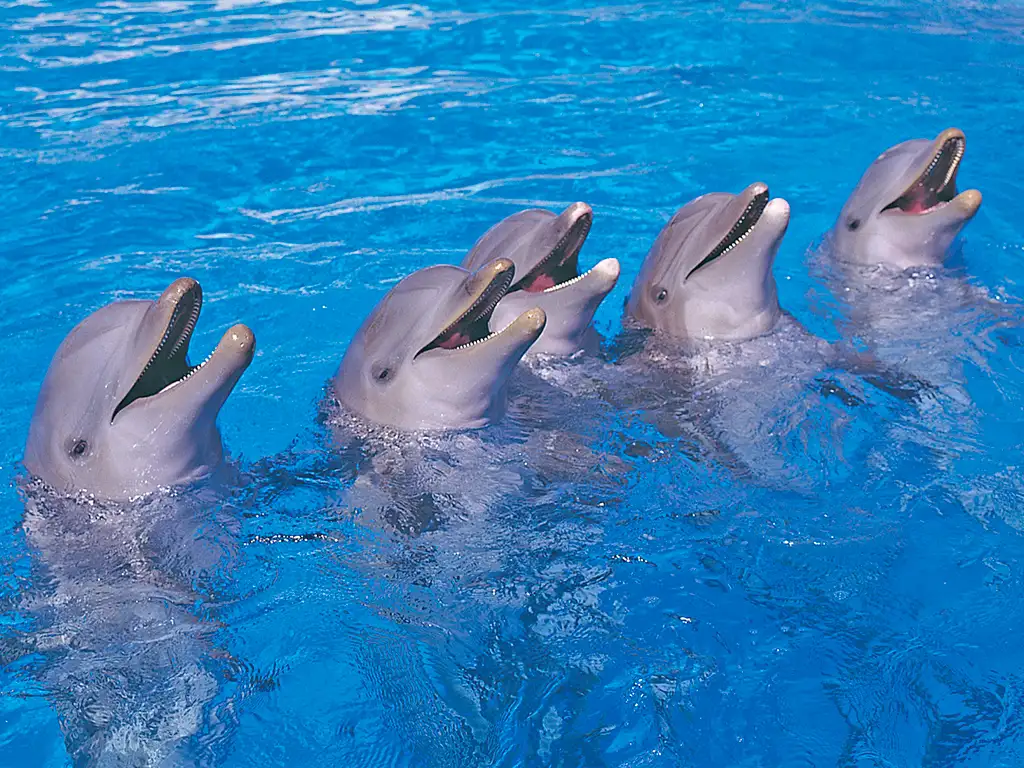 aqualand-tenerife-sunshine-rent (1)