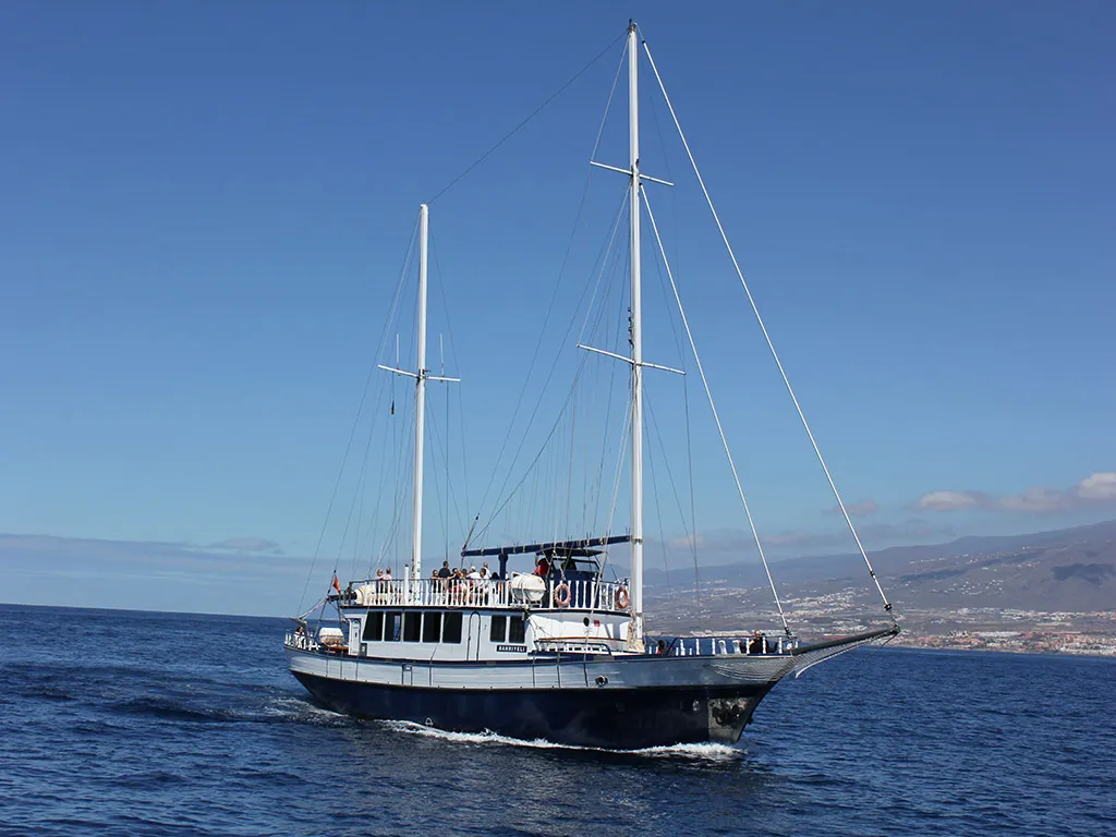 bahriyeli-tenerife-sunshine-rent (3)