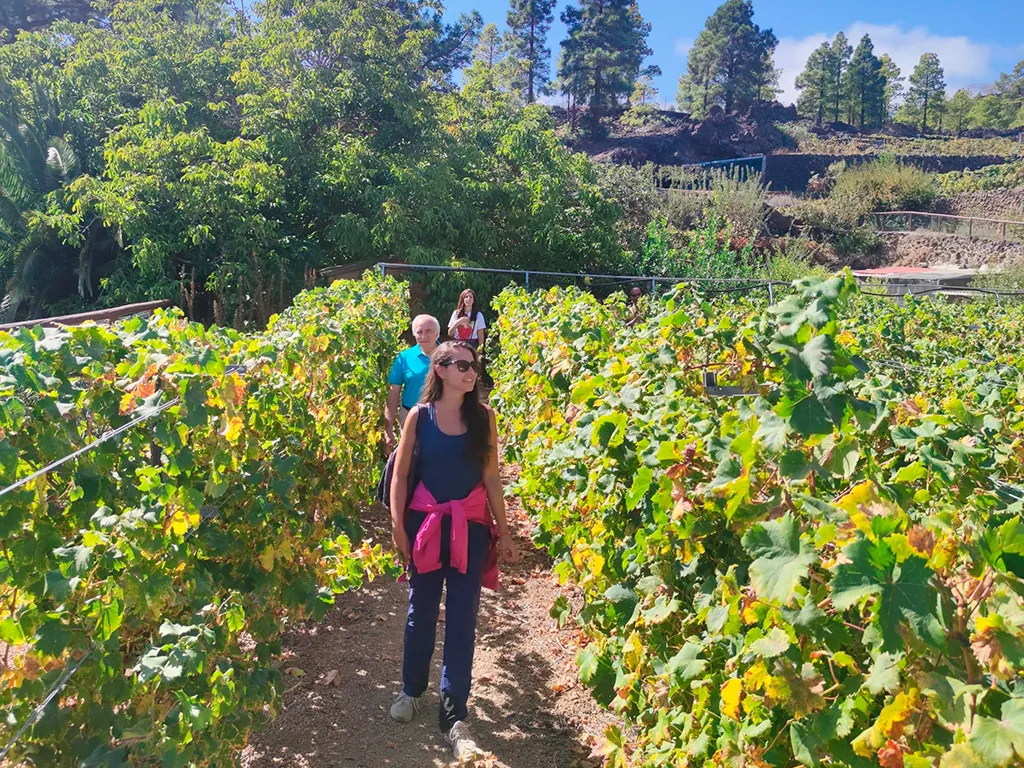 bodegas-ferrara-sunshine-rent-tenerife (3)