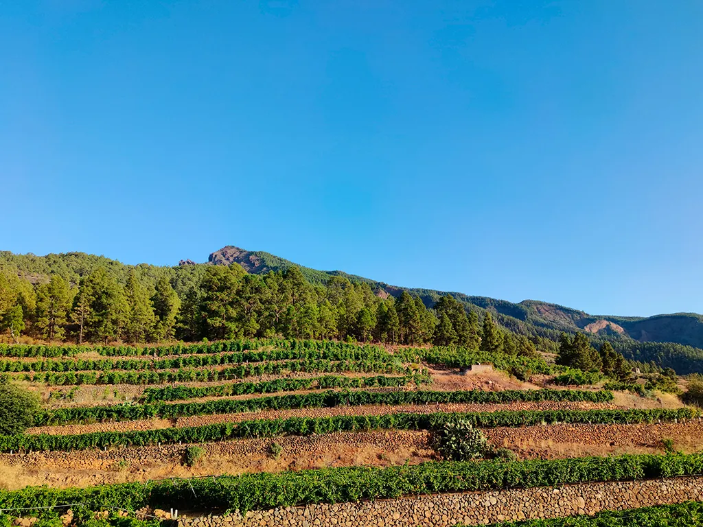 bodegas-ferrara-sunshine-rent-tenerife (6)