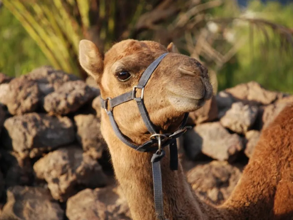 camel-park-sunshiine-rent-tenerife (1)