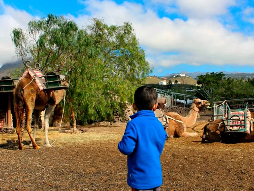 camel-park-sunshiine-rent-tenerife (4)