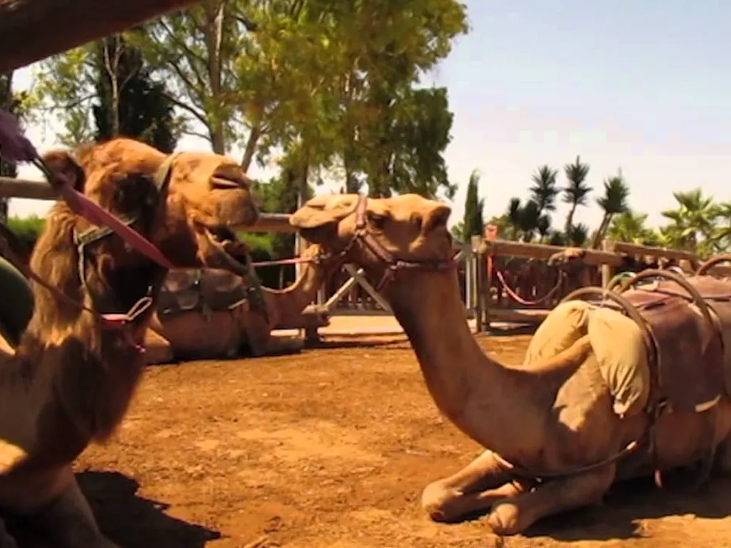 camel-park-sunshiine-rent-tenerife (6)