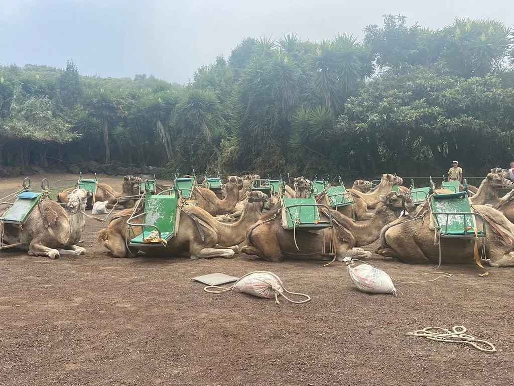 camello-center-escursione-tenerife-sunshine-rent (4)