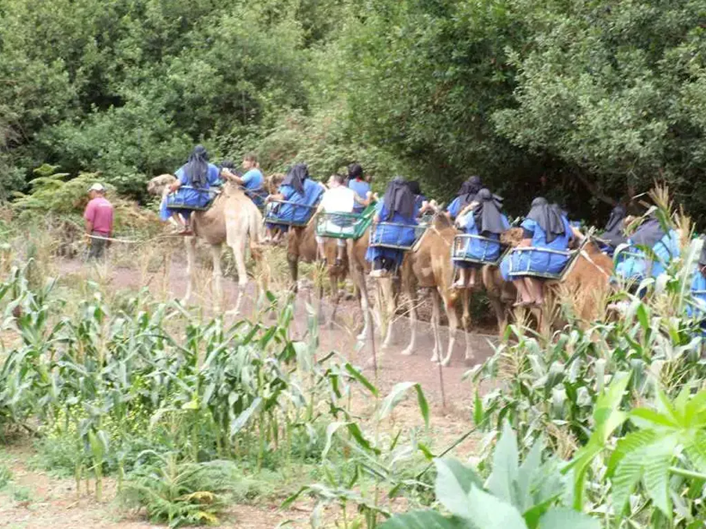 camello-center-escursione-tenerife-sunshine-rent (7)