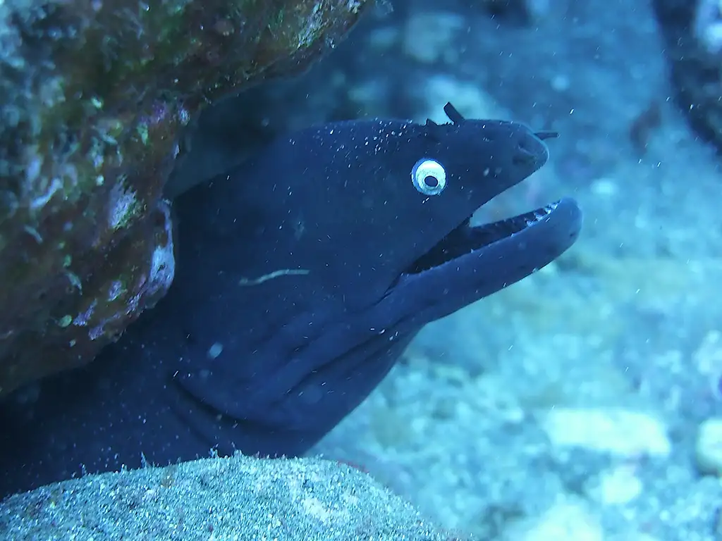 diving-atlantis-tenerife-sunshine-rent (3)