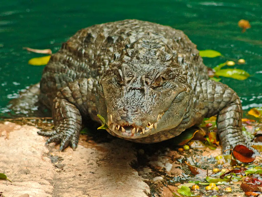 jungle-park-tenerife-sunshine-rent (1)