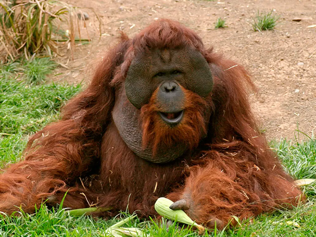 jungle-park-tenerife-sunshine-rent (11)