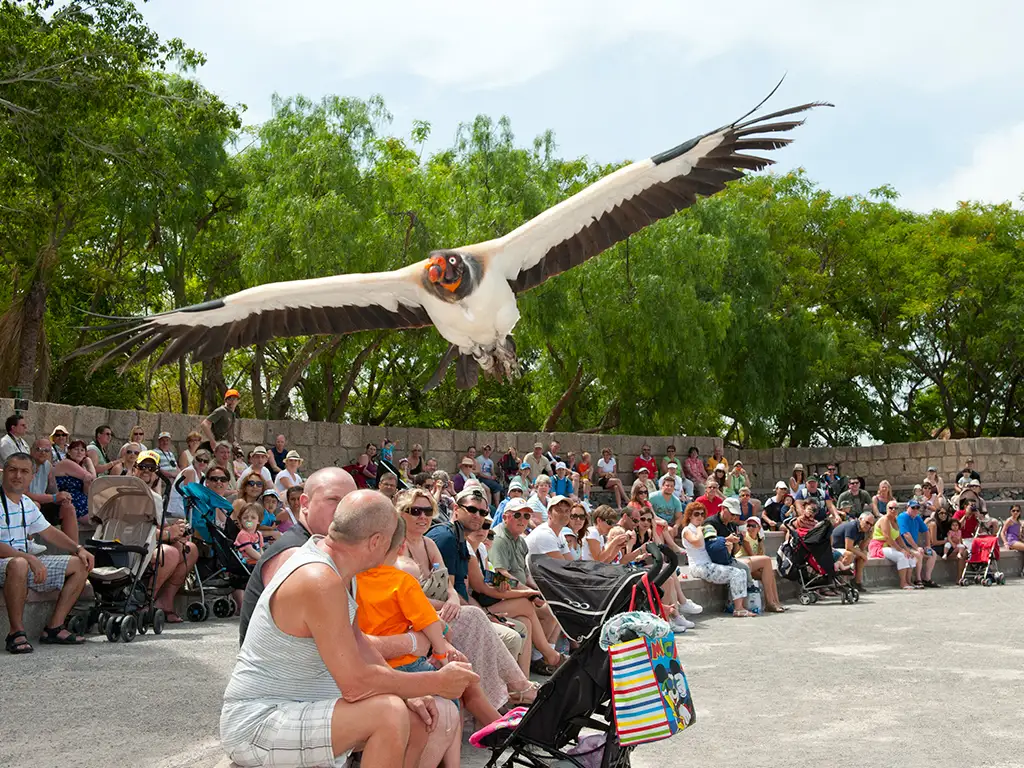 jungle-park-tenerife-sunshine-rent (4)