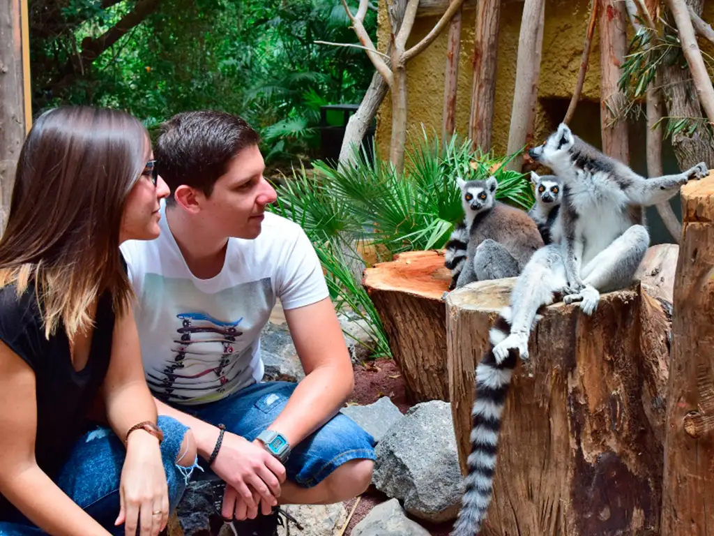 jungle-park-tenerife-sunshine-rent (6)