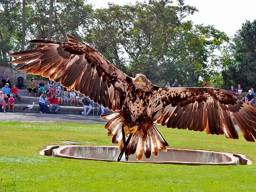 jungle-park-tenerife-sunshine-rent (9)