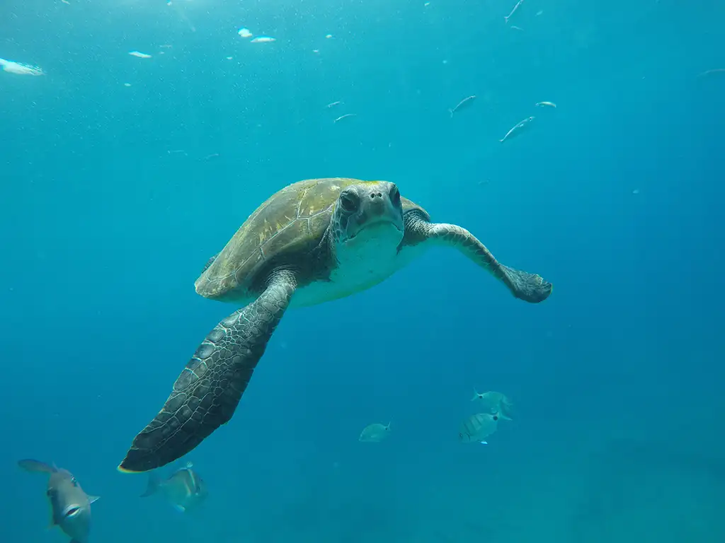 kayak-atlantis-tenerife-sunshine-rent (1)