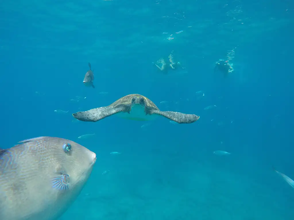 kayak-atlantis-tenerife-sunshine-rent (4)