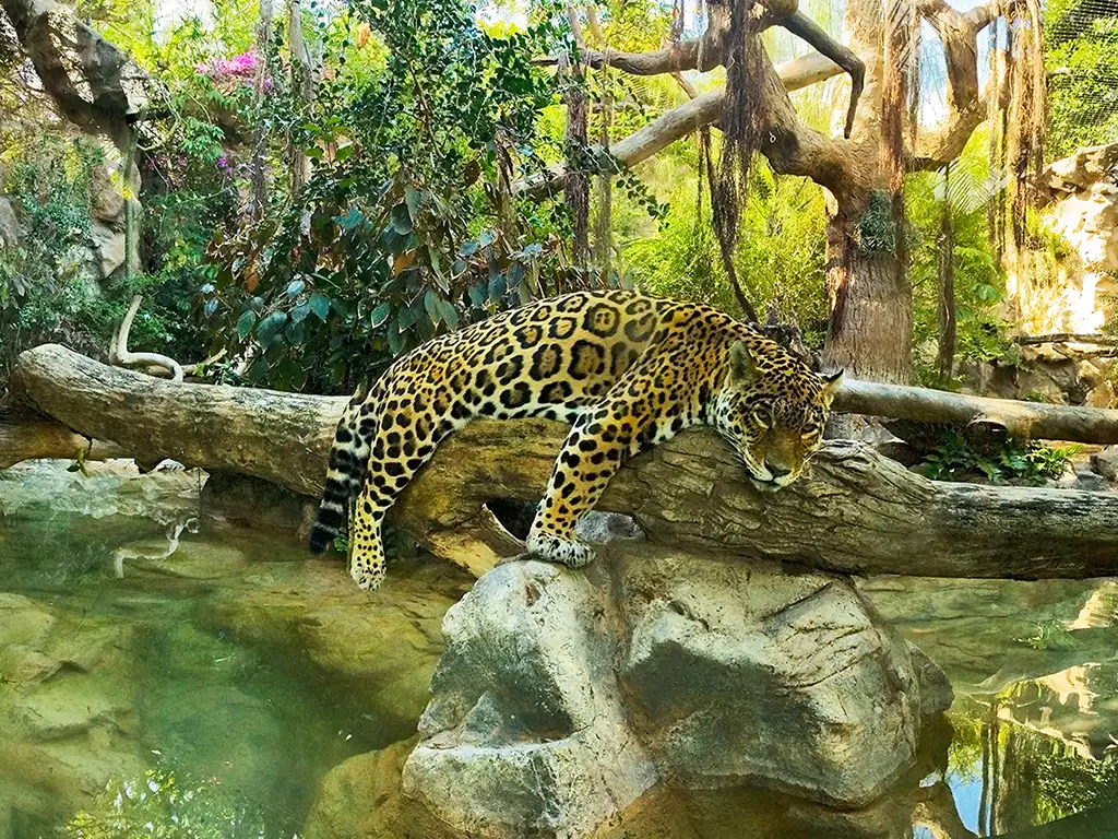 loro-parque-tenerife-sunshine-rent (1)