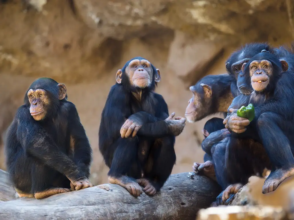 loro-parque-tenerife-sunshine-rent (10)