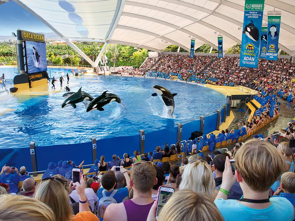 loro-parque-tenerife-sunshine-rent (11)