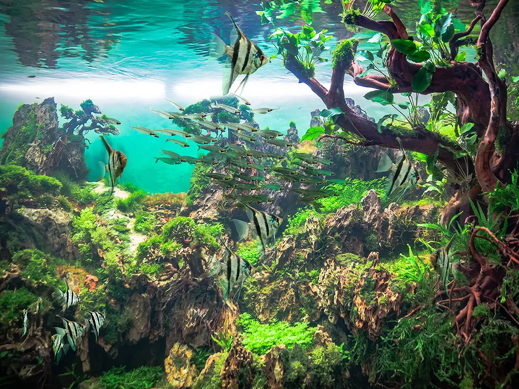 loro-parque-tenerife-sunshine-rent (13)