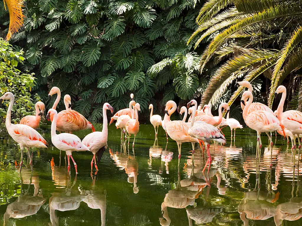 loro-parque-tenerife-sunshine-rent (16)