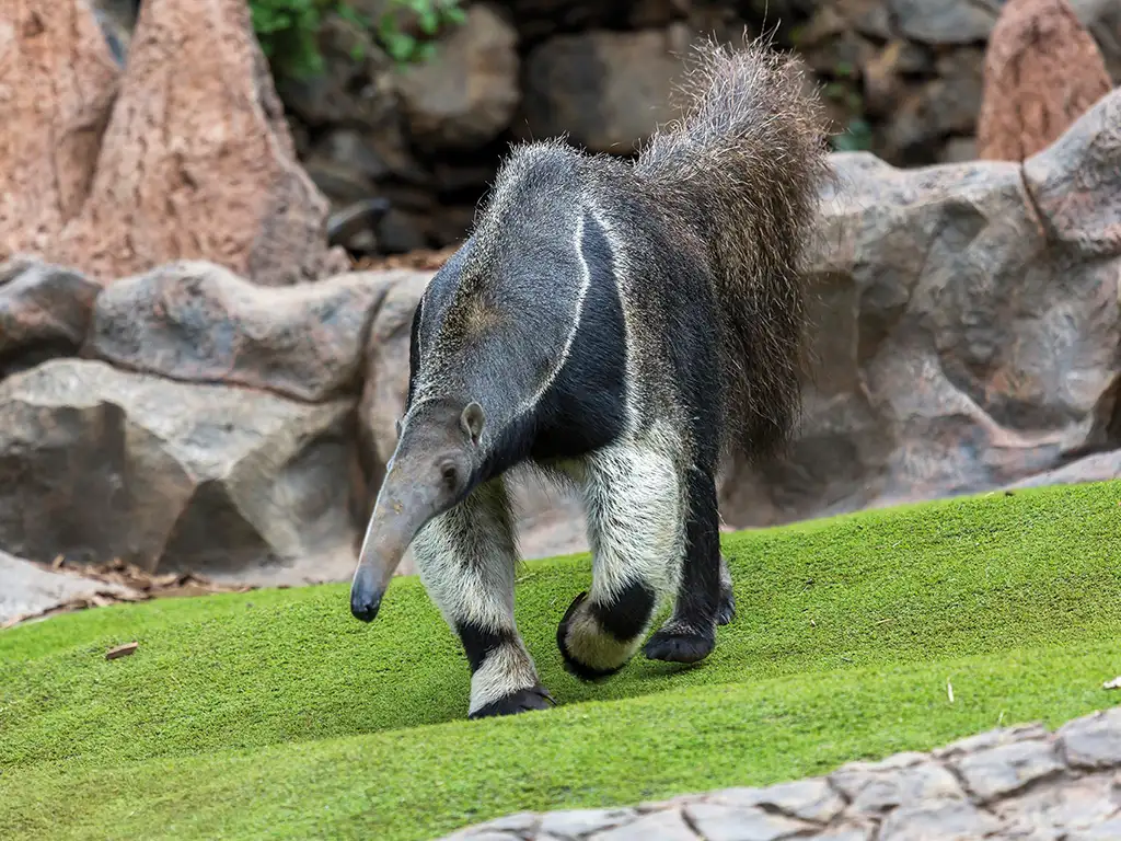 loro-parque-tenerife-sunshine-rent (2)