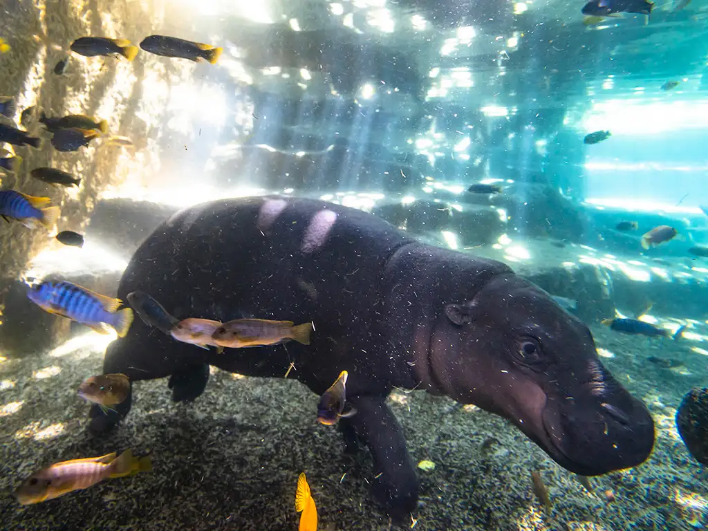 loro-parque-tenerife-sunshine-rent (3)