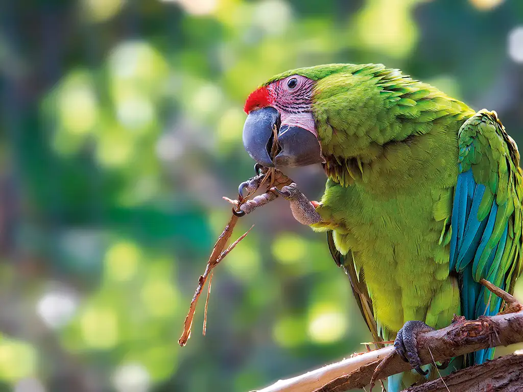 loro-parque-tenerife-sunshine-rent (4)