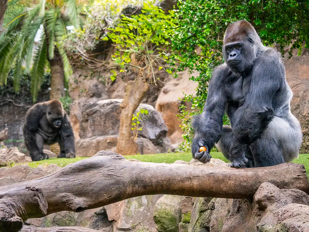 loro-parque-tenerife-sunshine-rent (5)