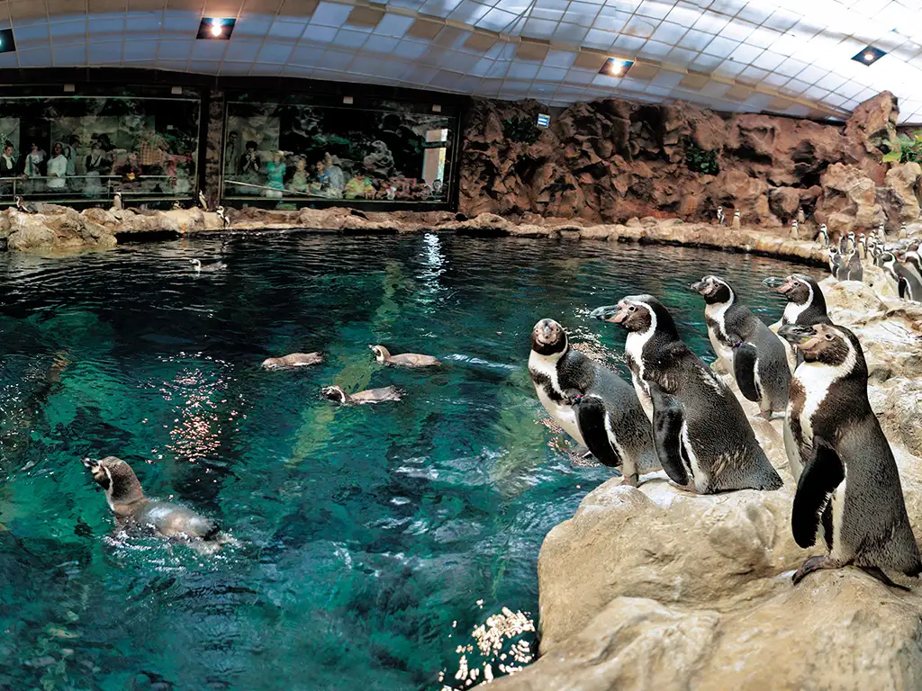 loro-parque-tenerife-sunshine-rent (9)