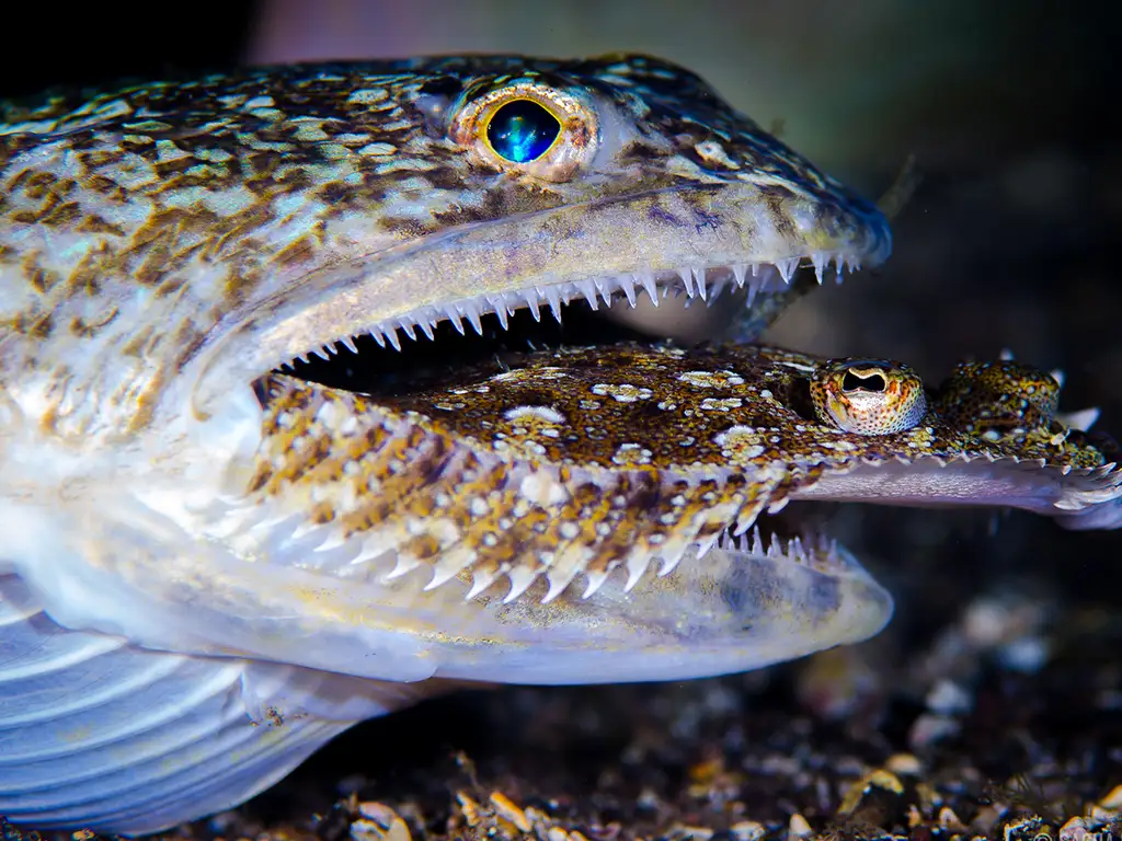 macaronesian-divers-store-tenerife-sunshine-rent (5)