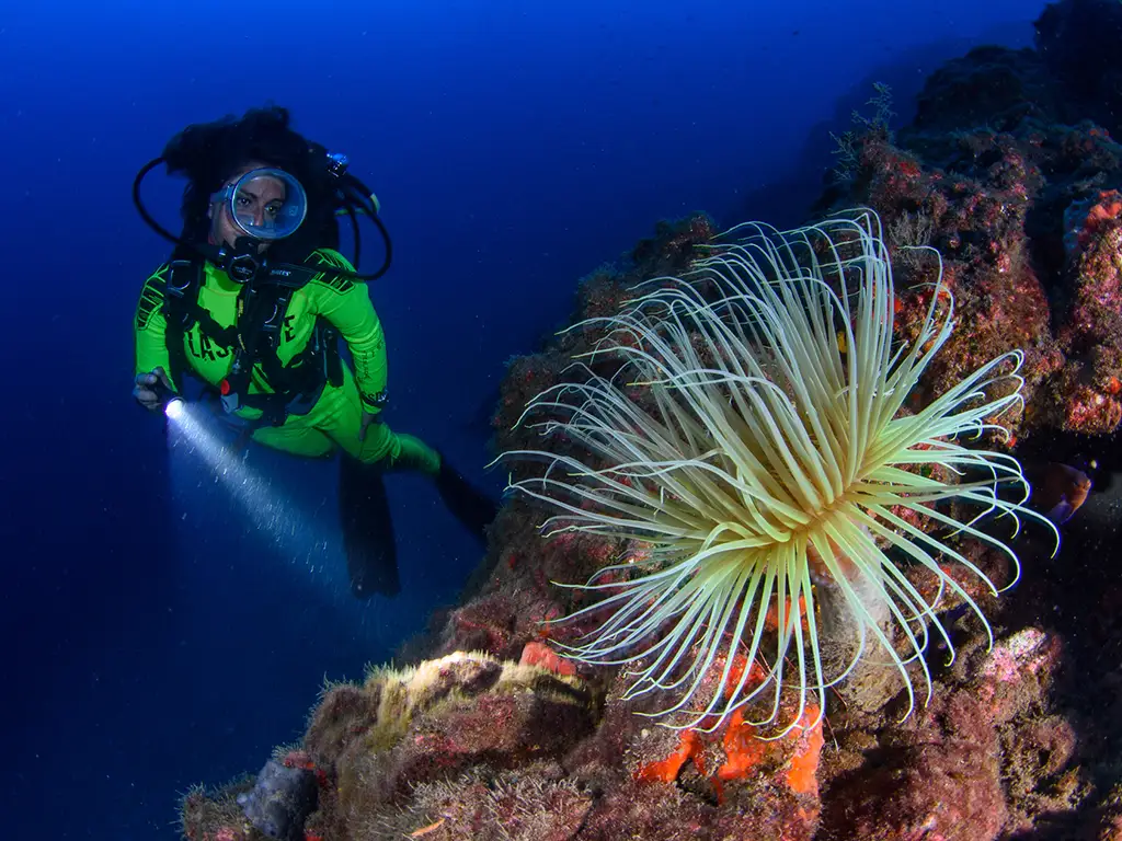 macaronesian-divers-store-tenerife-sunshine-rent (7)