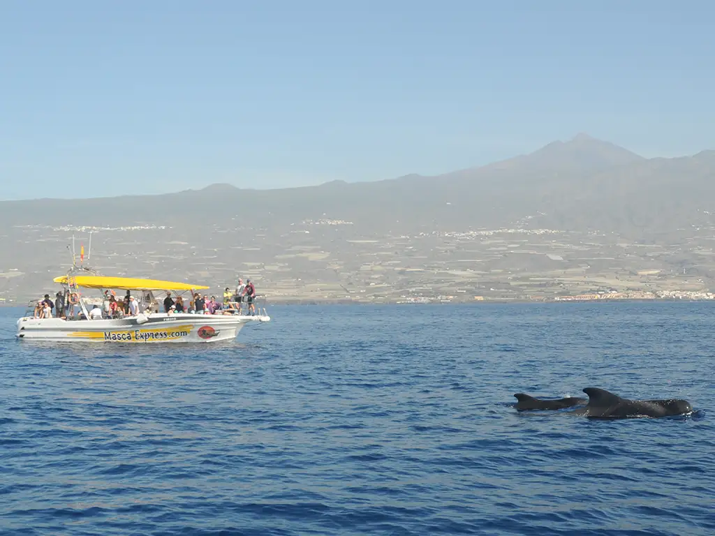 masca-express-tenerife-sunshine-rent (3)