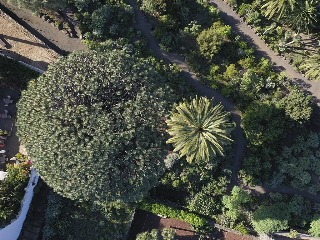 parque-del-drago-sunshine-rent-tenerife (1)