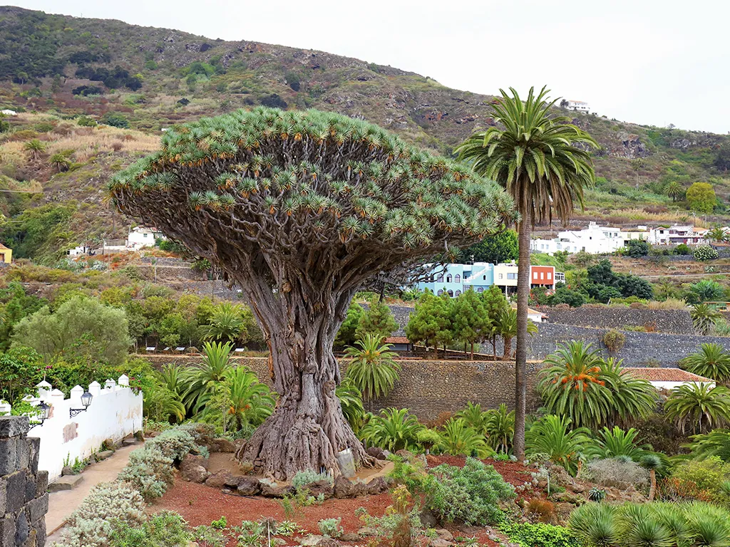 parque-del-drago-sunshine-rent-tenerife (4)