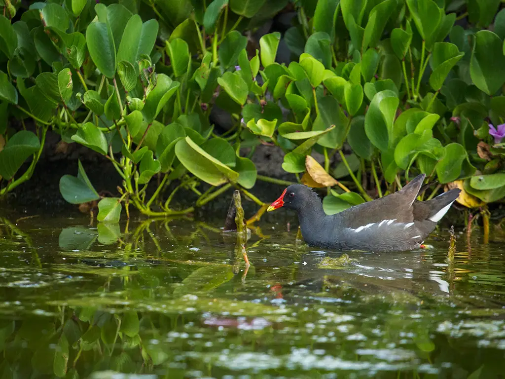 plamteum-santa-crus-sunshine-rent-tenerife (3)