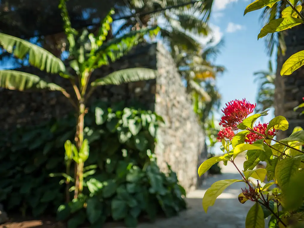 plamteum-santa-crus-sunshine-rent-tenerife (6)