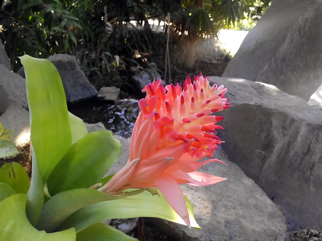 plamteum-santa-crus-sunshine-rent-tenerife (7)