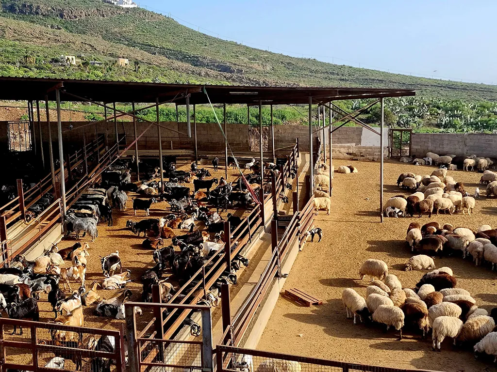 queseria-montesdeoca-sunshine-rent-tenerife (2)