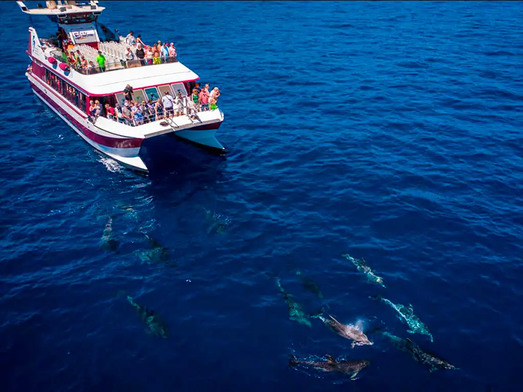 royal-delfine-tenerife-sunshine-rent (1)