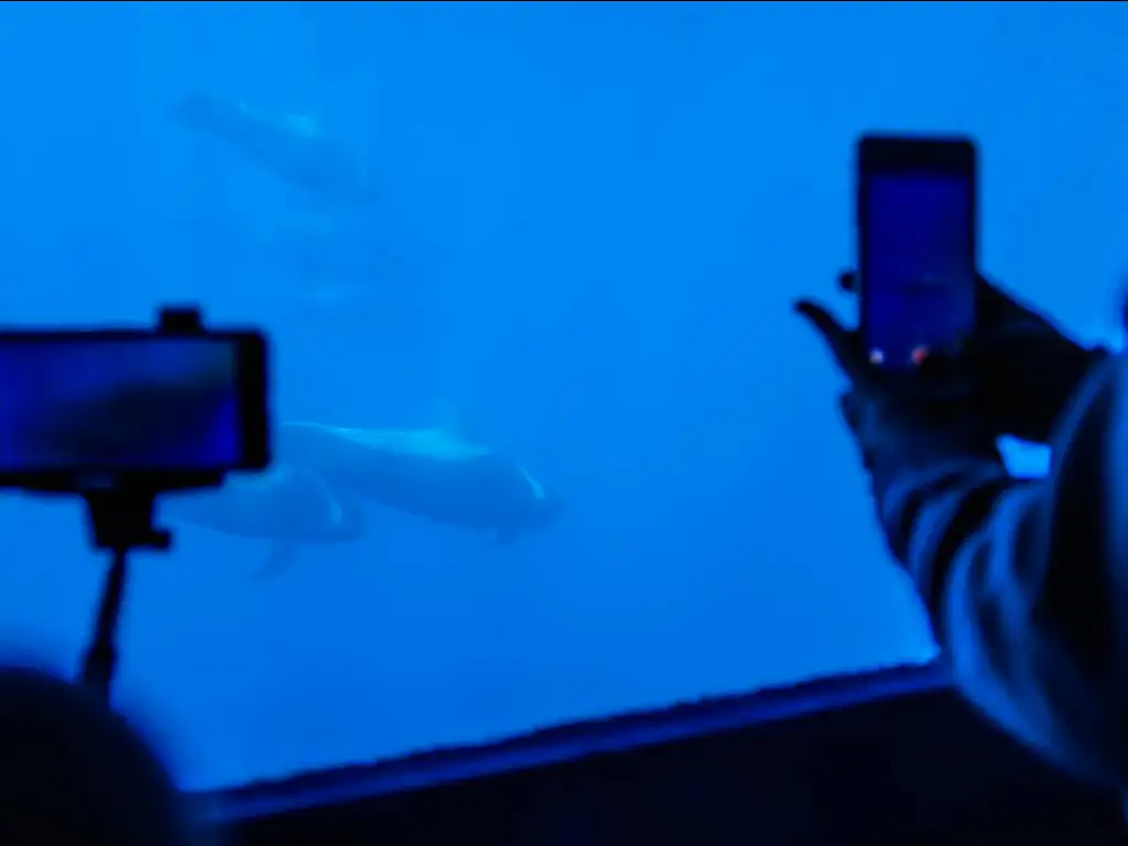 royal-delfine-tenerife-sunshine-rent (7)