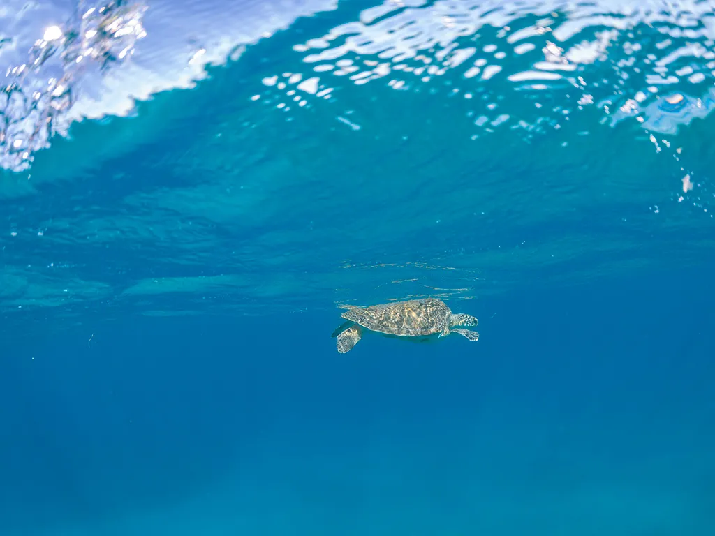 scubadivepro-tenerife-sunshine-rent (2)