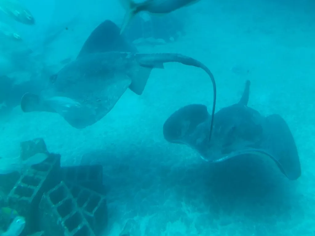 submarine-safari-tenerife-sunshine-rent (5)