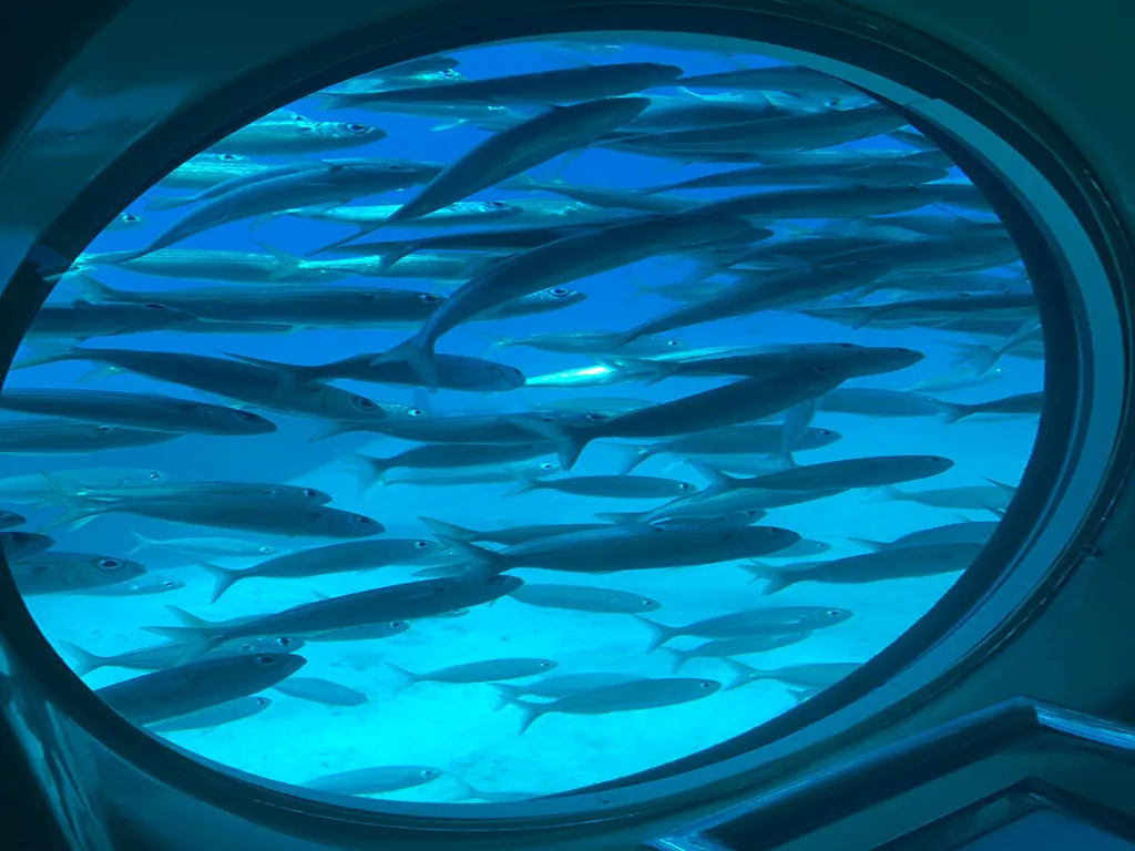 submarine-safari-tenerife-sunshine-rent (7)