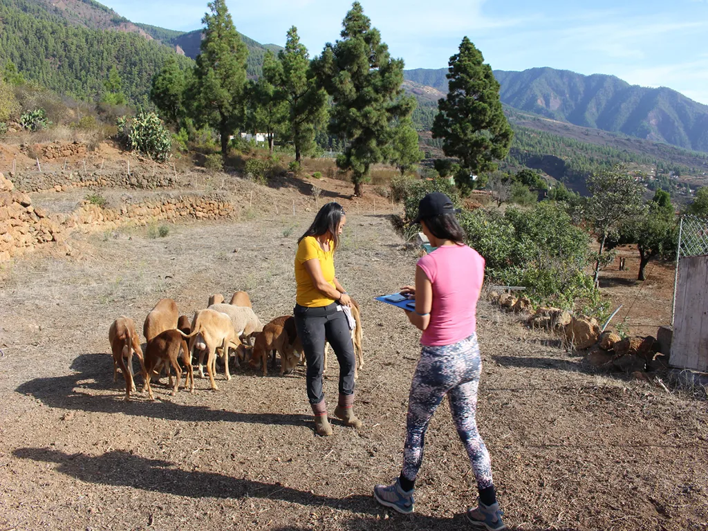 tazirga-wellnsess-tours-rutas-guiadas-tenerife-sunshine-rent (4)