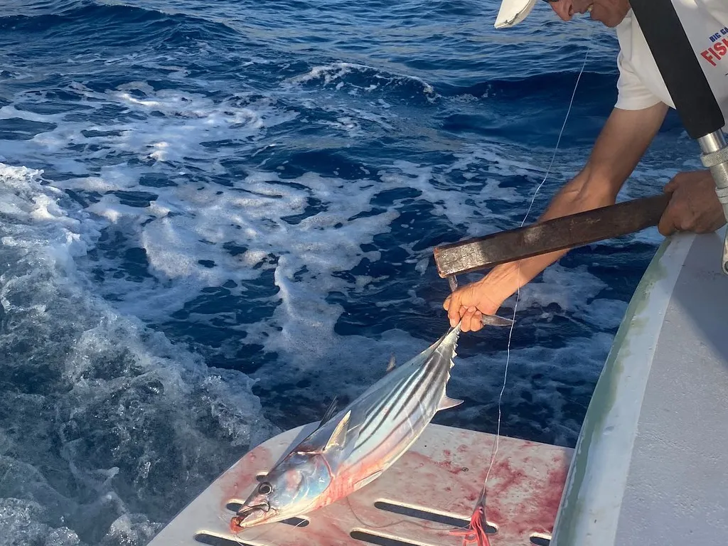 yate-sofia-pesca-tenerife-sunshine-rent (3)